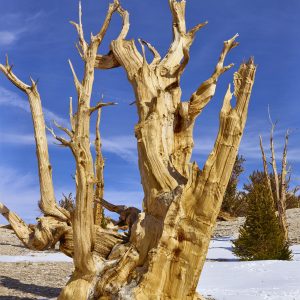 The ancient bristlecone pine forest in the White Mountains above Bishop California