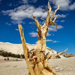 The ancient bristlecone pine forest in the White Mountains above Bishop California