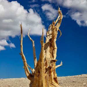 The ancient bristlecone pine forest in the White Mountains above Bishop California